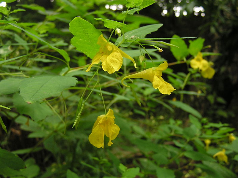  Image name: balsamina4.jpg 
 width: 800 pixel 
 height: 600 pixel 
 Size: 83767 bytes 
 Click to enlarge 